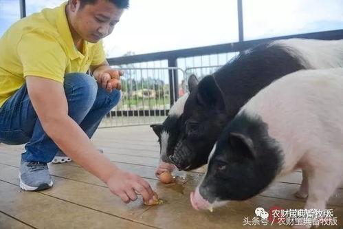 小猪妹现场吃瓜,趣味横生瞬间捕捉