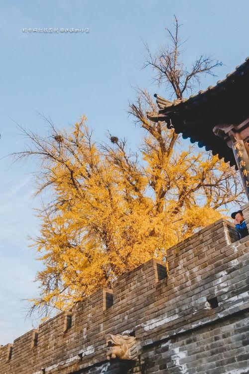 网红银杏叶长安,网红背后的传奇人生