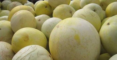 白兰瓜的皮当菜吃吗