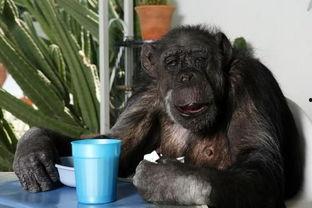 好莱坞明星猩猩,跨越物种的璀璨星光